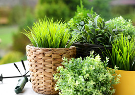 绿色盆栽花卉装饰阳台园艺