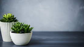 白色花盆里的多肉植物