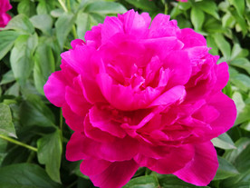 芍药花开