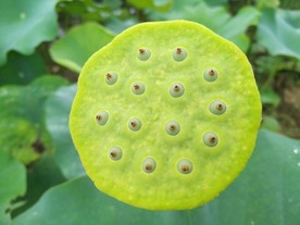 莲蓬