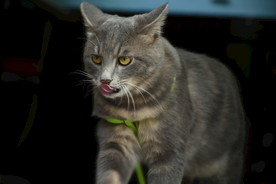 二胖猫
