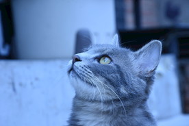 二胖猫