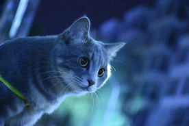 二胖猫