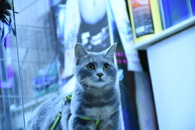 二胖猫