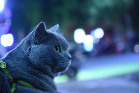 猫 蓝猫 虎斑猫