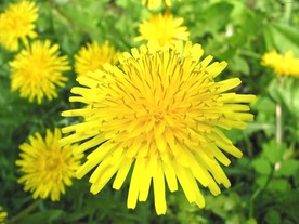 野菊花