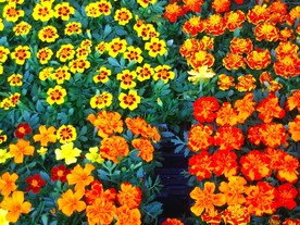 美丽的鲜花