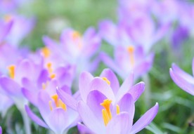 紫色鲜花