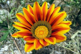 美丽的鲜花