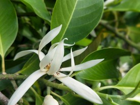白玉兰花