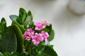 长寿花