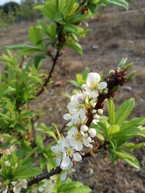 李子花