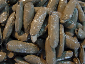 蛏子 贝壳类 软体动物 美食