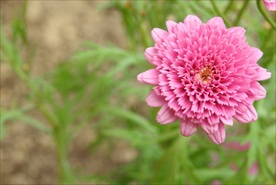 大菊花