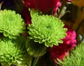 大菊花