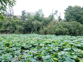 西大荷花