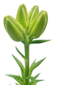 百合花花蕾