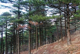 黄山松树
