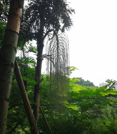 董棕