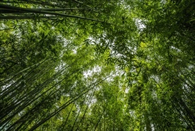 竹林
