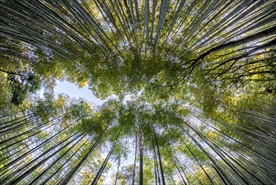 竹林