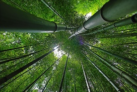 竹林