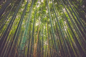 竹林