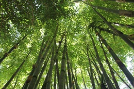 竹林