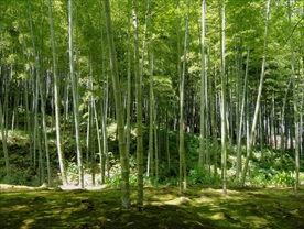 竹叶