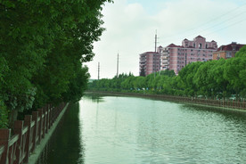 雨后新绿