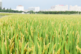 城中原野