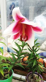 百合