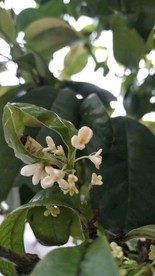 八月桂花