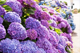 绣球花