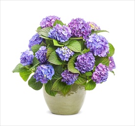 绣球花