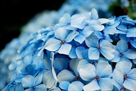 绣球花