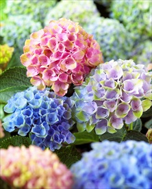 绣球花