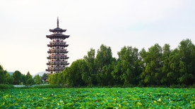 荷塘风景