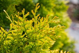 春天绿叶植物