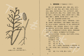 铺地蜈蚣