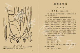 石子藤