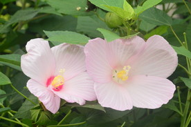 芙蓉葵