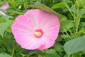 芙蓉葵