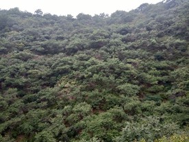 翠枫山
