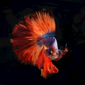 海底世界  鱼摄影