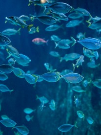 海底世界  鱼摄影