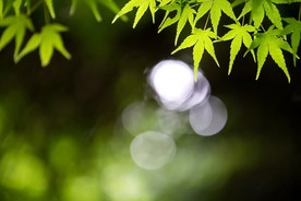 绿色的叶植物树叶