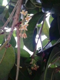 八月桂花