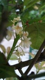 八月桂花