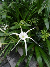 美人蕉 蕉 美人 植物 美人蕉